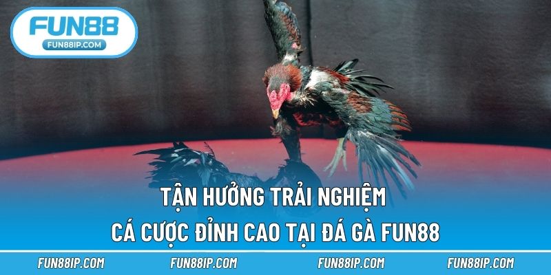 Tận hưởng trải nghiệm cá cược đỉnh cao tại đá gà FUN88