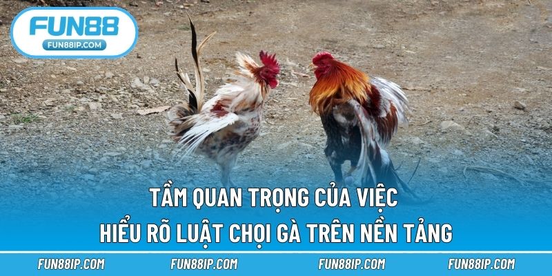 Tầm quan trọng của việc hiểu rõ luật chọi gà trên nền tảng