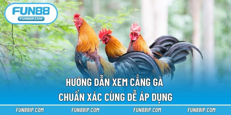 Hướng dẫn xem cẳng gà chuẩn xác cùng dễ áp dụng