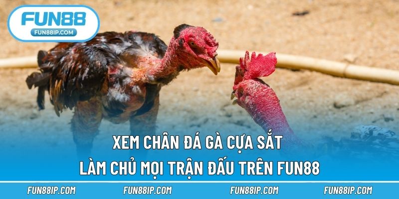 Xem Chân Đá Gà Cựa Sắt